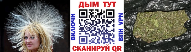 Каннабис OG Kush Курчалой
